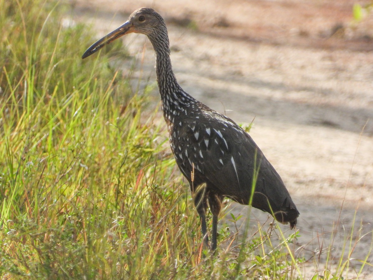 Limpkin - Pam Rasmussen