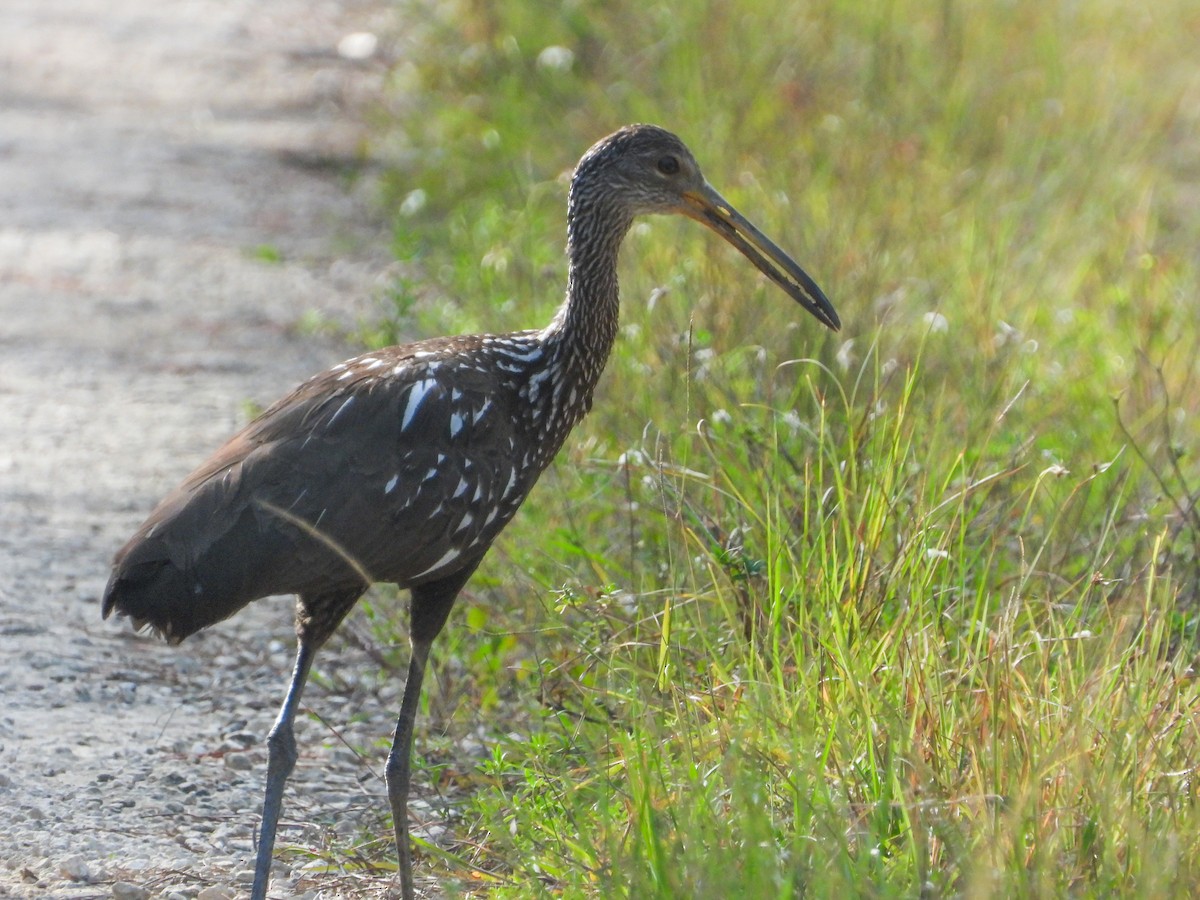 Limpkin - Pam Rasmussen