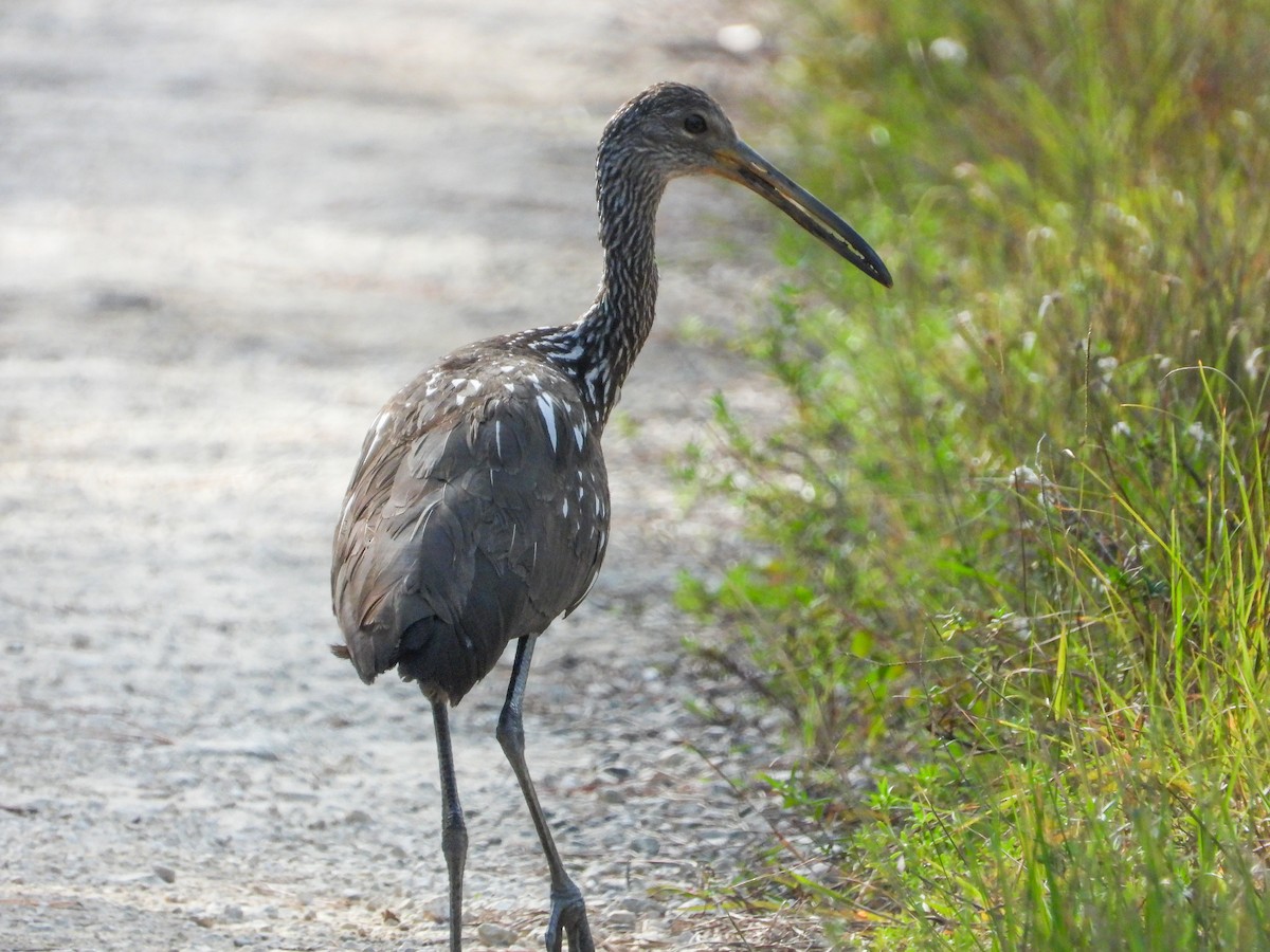 Limpkin - Pam Rasmussen