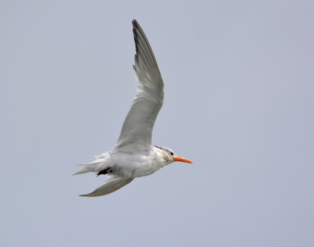 Elegant Tern - ML358224661