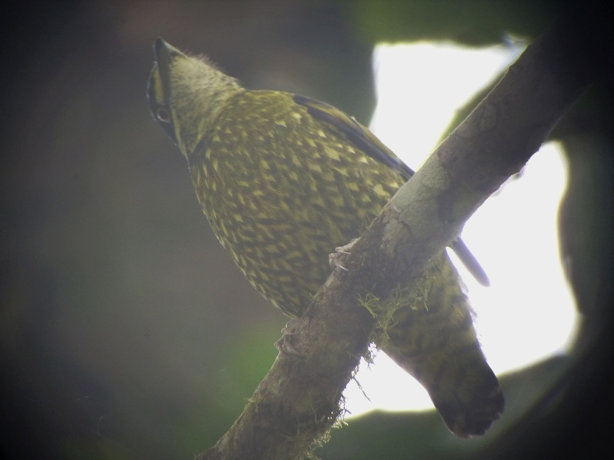 Scaled Fruiteater - ML35822481