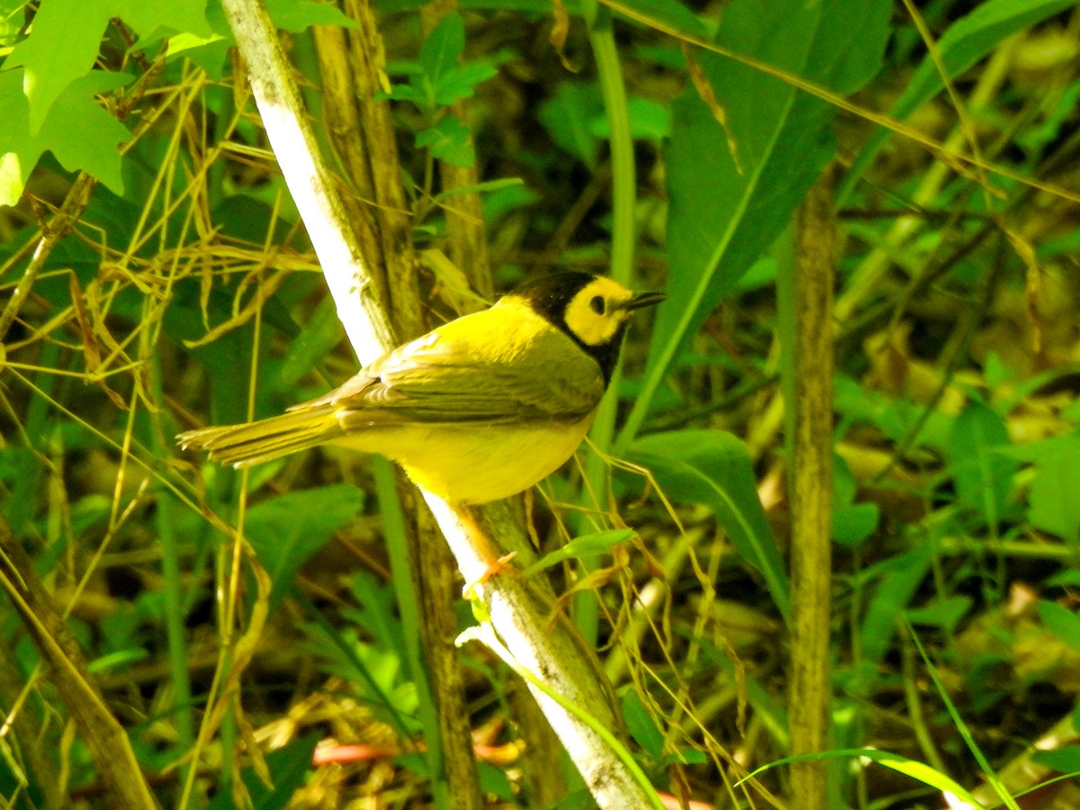 Hooded Warbler - ML358228021