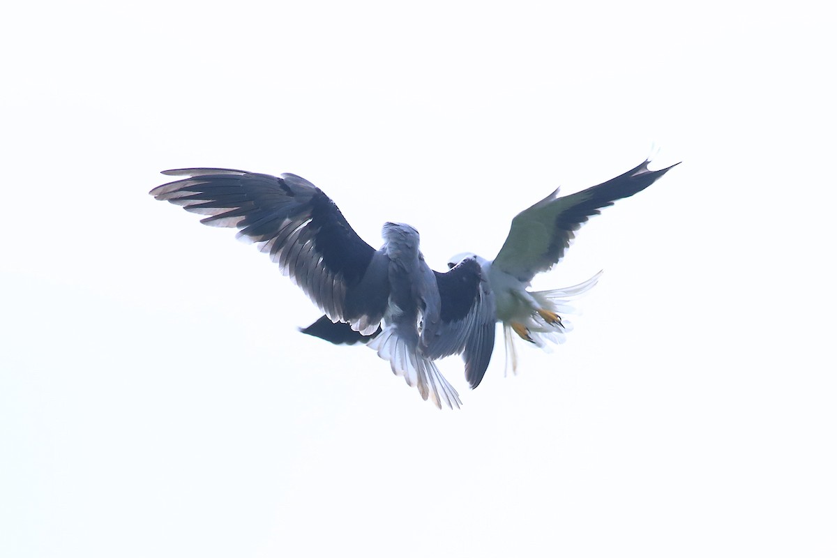 Black-winged Kite - Hemant Kumar