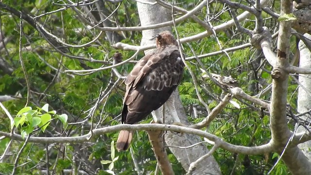 Changeable Hawk-Eagle (Crested) - ML358228351
