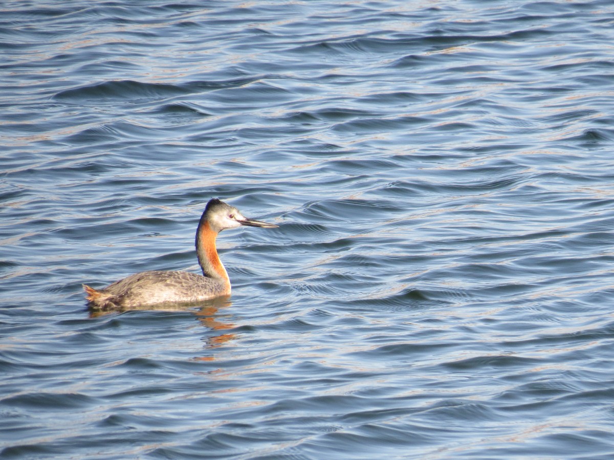 Great Grebe - ML358228381