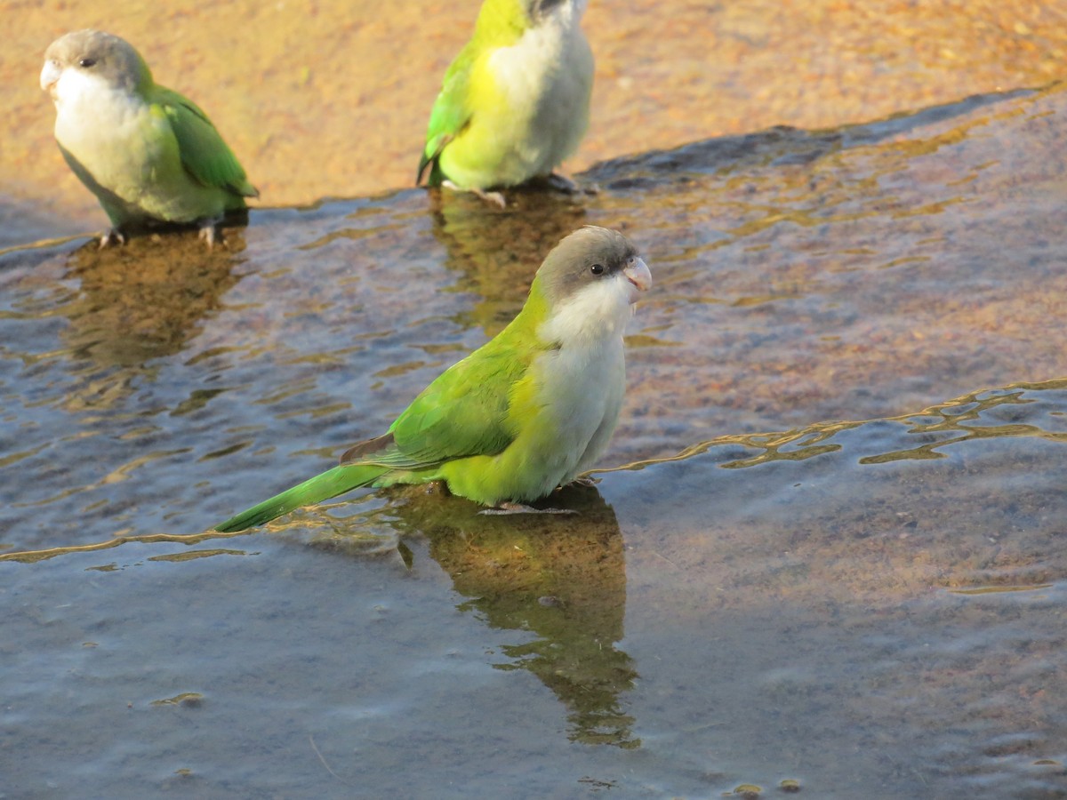 Gray-hooded Parakeet - Javier Márquez