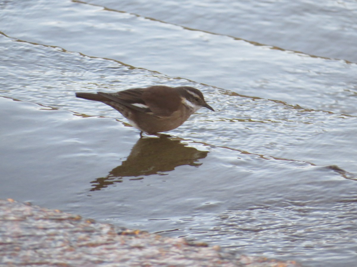 Olrog's Cinclodes - ML358228721