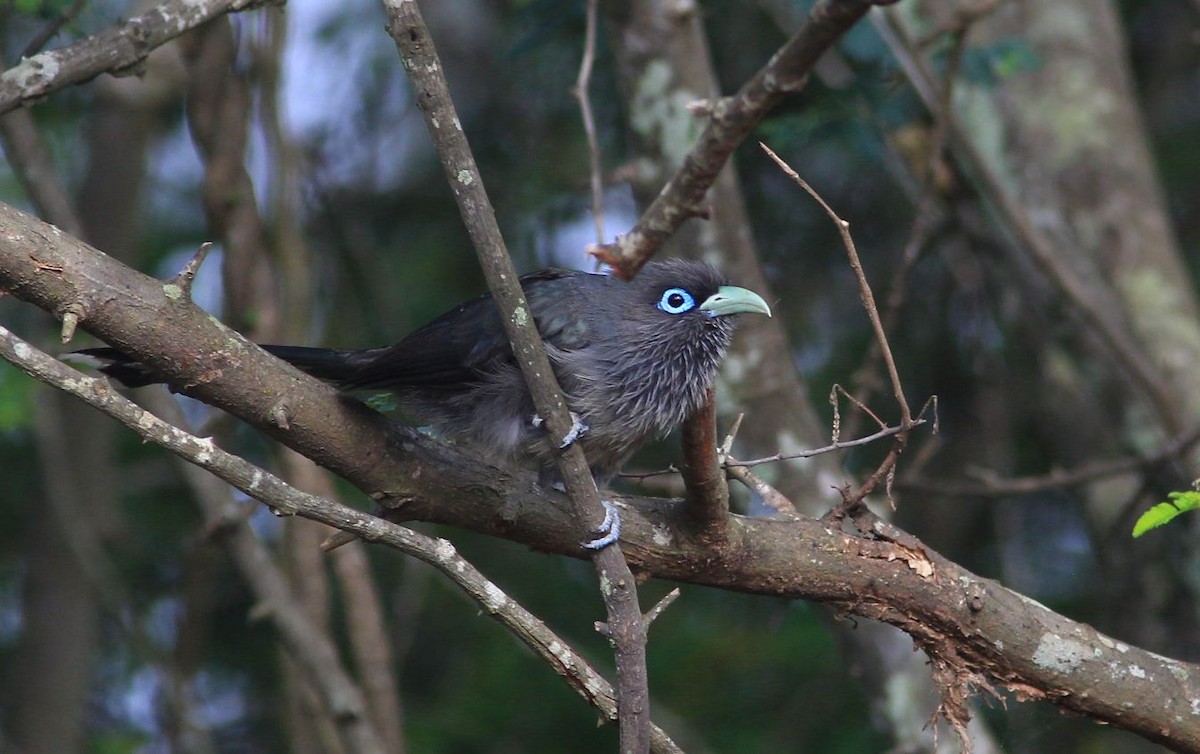 Blue-faced Malkoha - Hemant Kumar