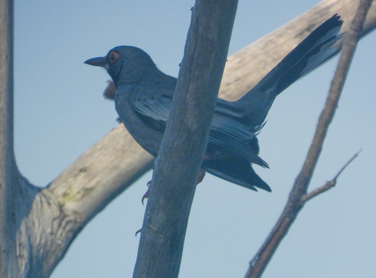 Red-legged Thrush - ML358228791