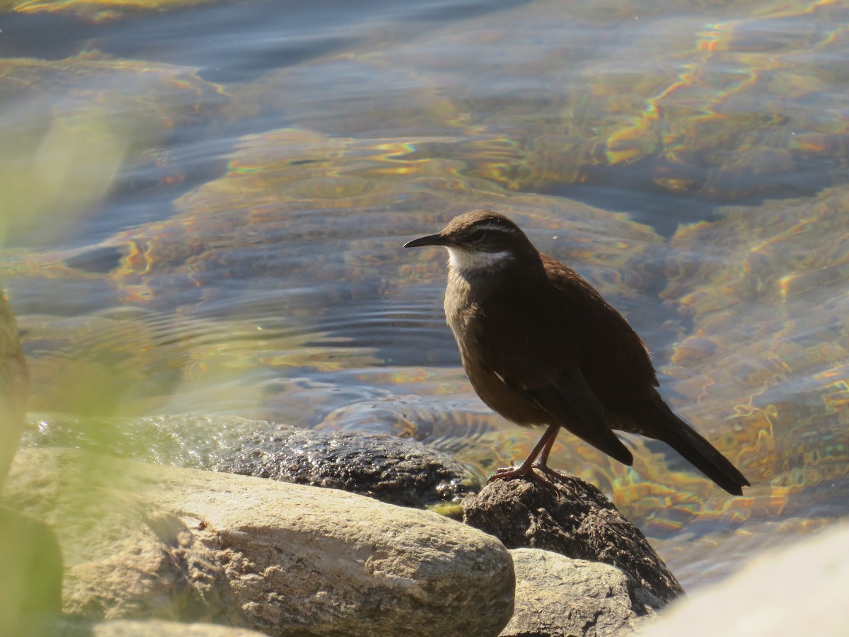 White-winged Cinclodes - ML358229071