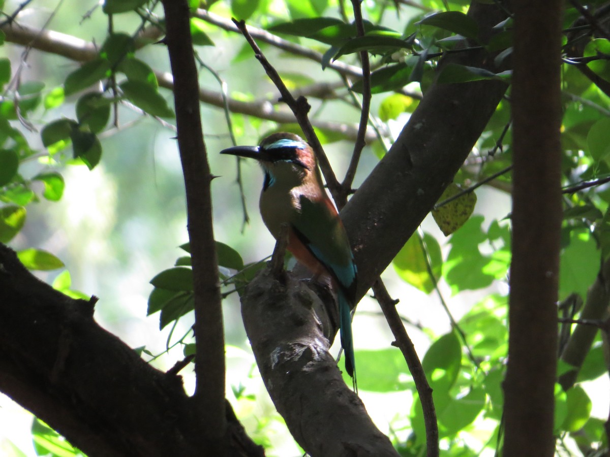 Turquoise-browed Motmot - Nels Nelson