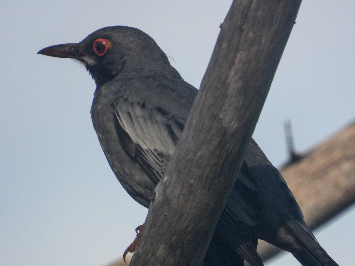 Red-legged Thrush - ML358229321