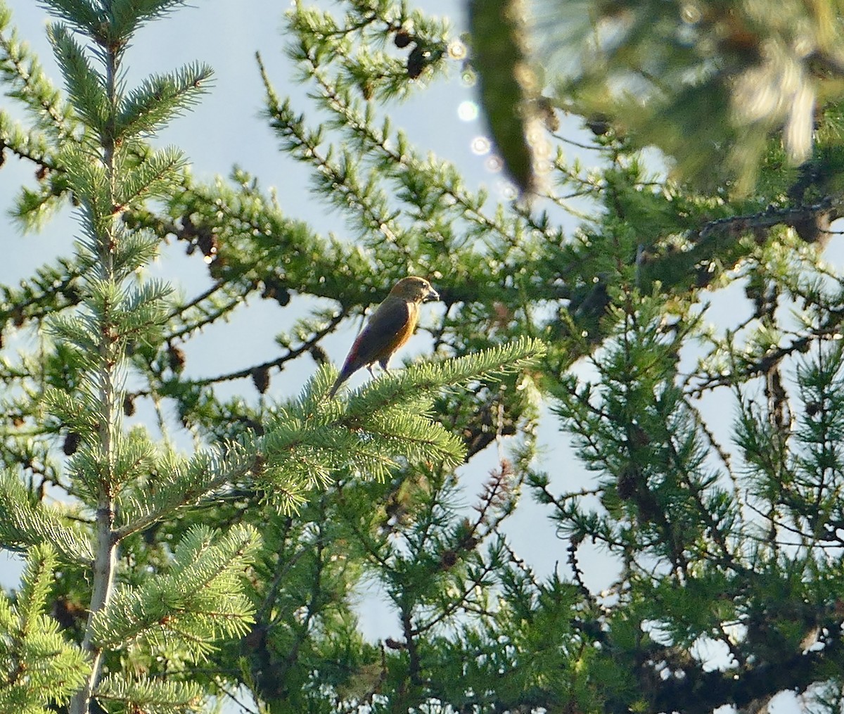 Red Crossbill - ML358232421