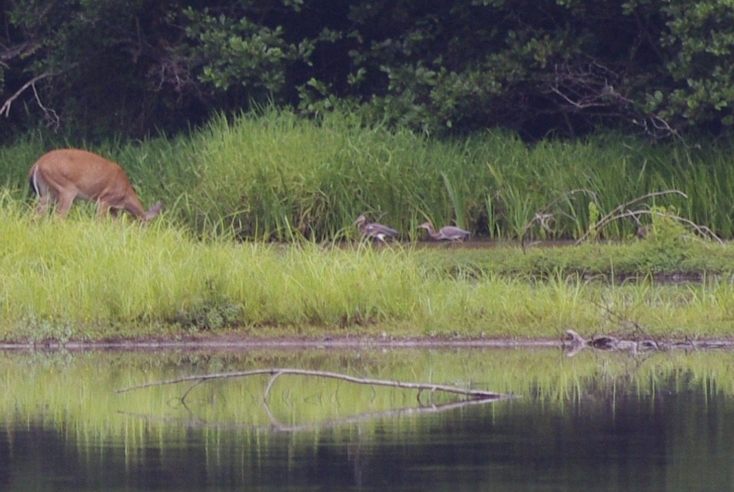 Tricolored Heron - ML358233741