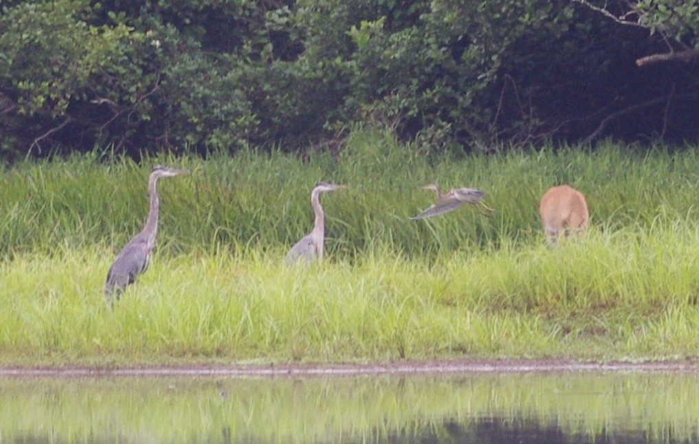 Tricolored Heron - ML358233891