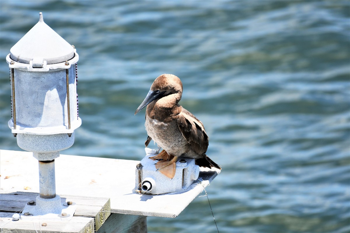 Brown Booby - ML358237581