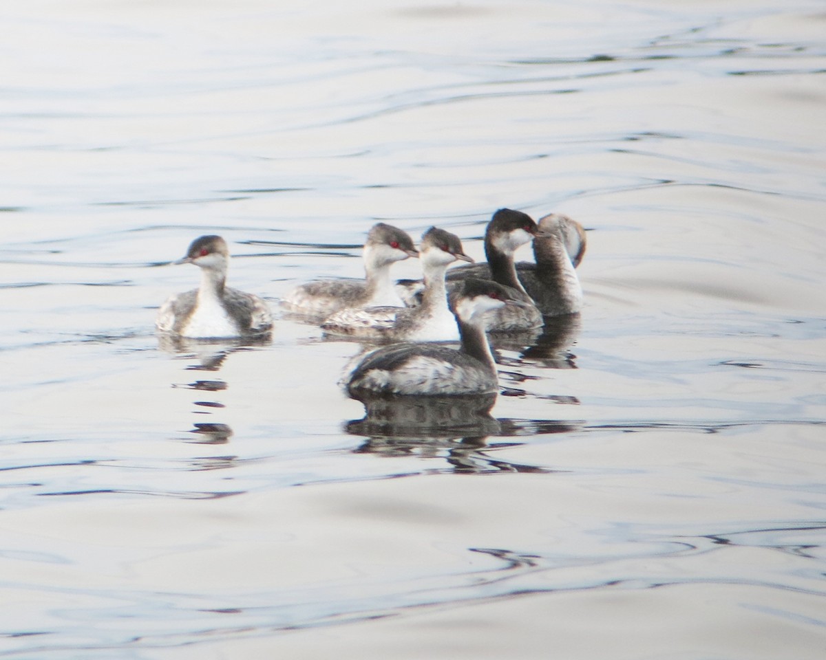 Horned Grebe - ML35823881