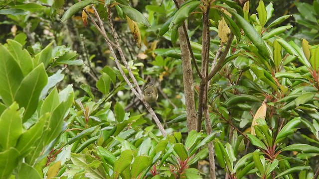 Madeira Firecrest - ML358240041