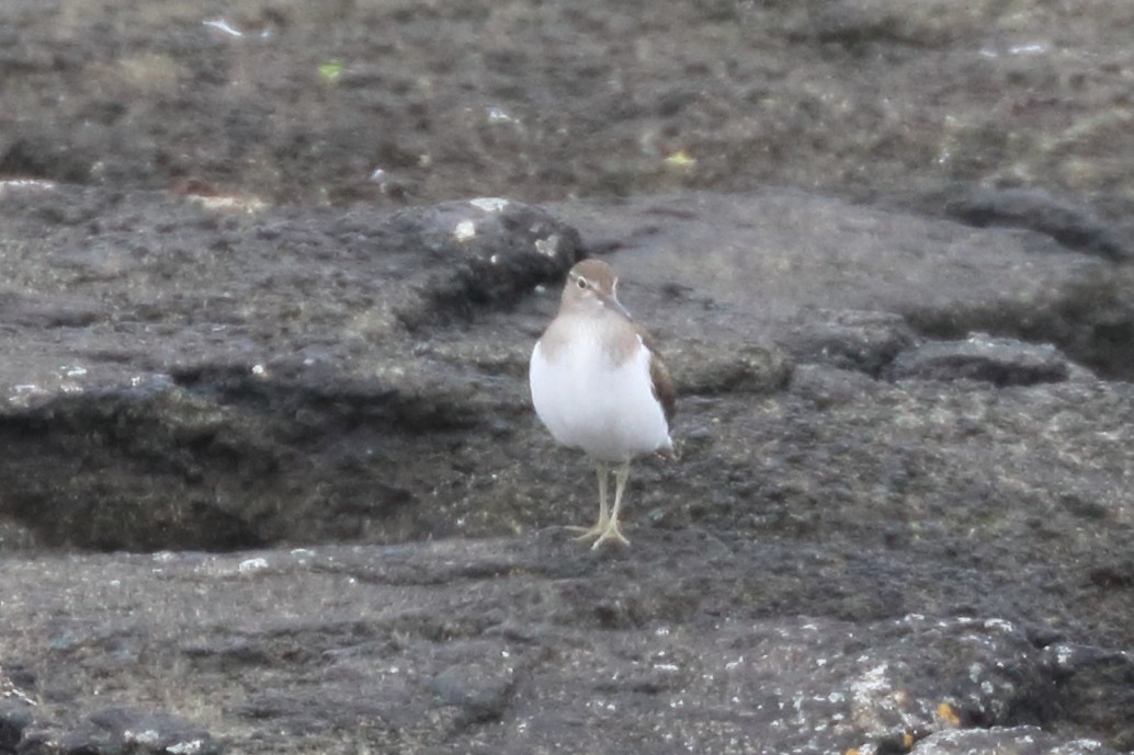 Common Sandpiper - ML358241081