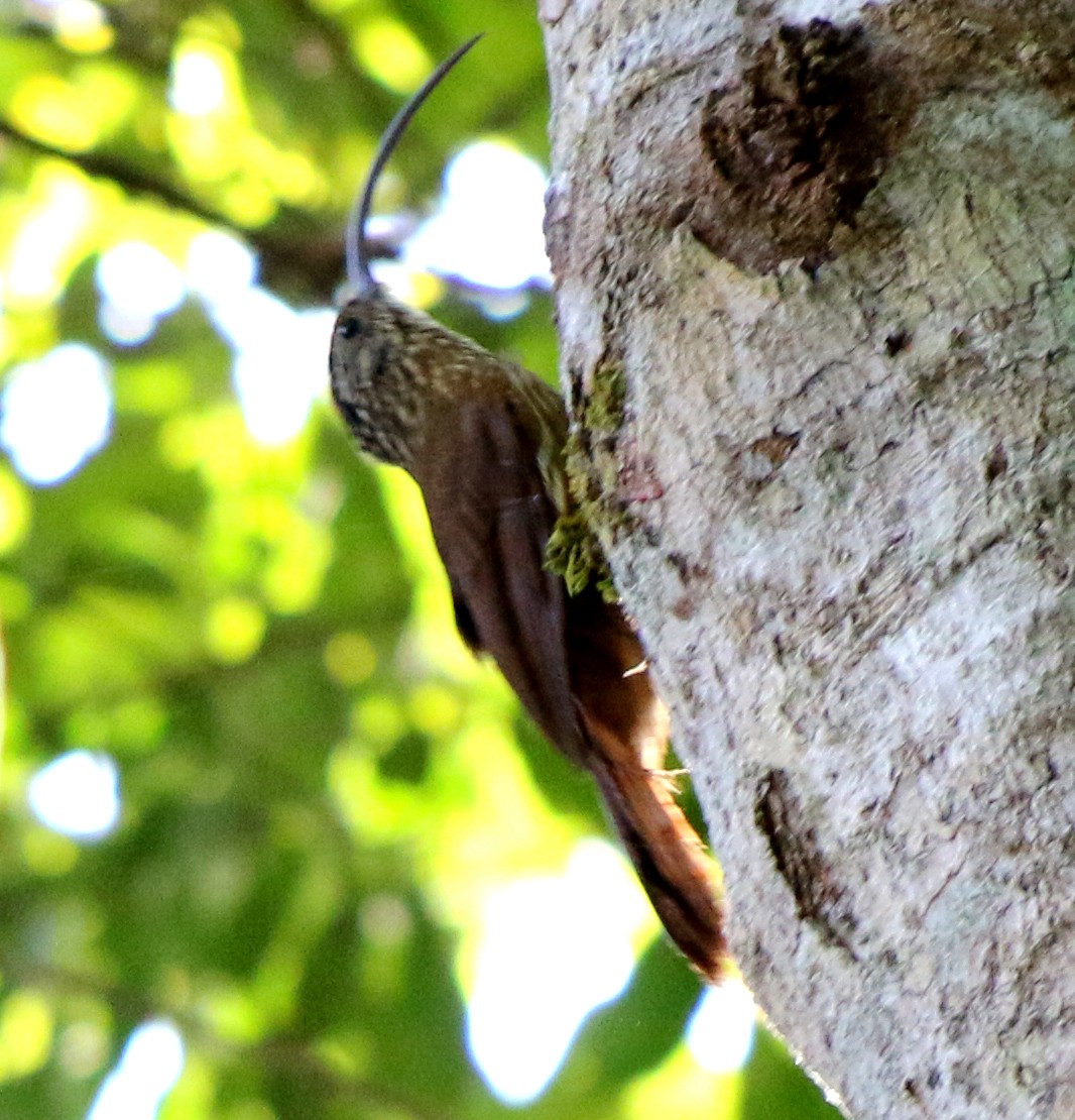 Black-billed Scythebill - ML358241961