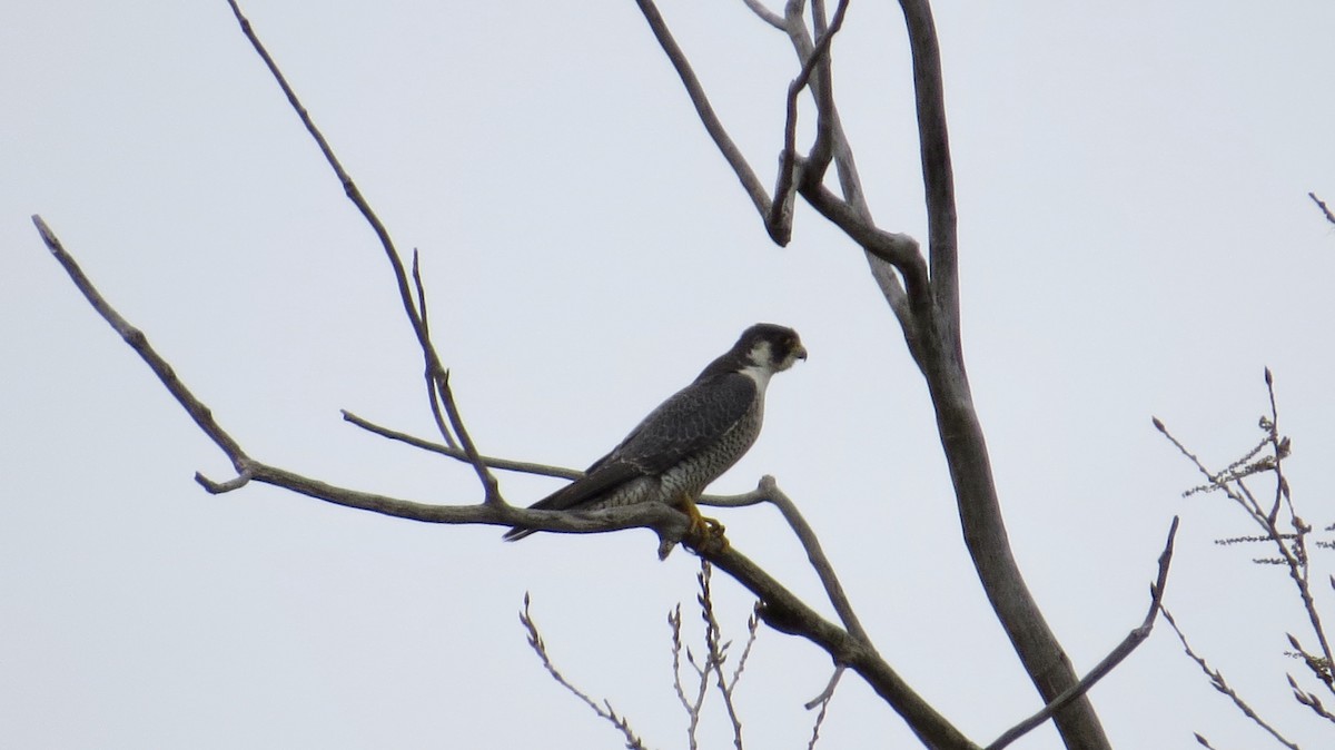 Peregrine Falcon - ML358242871