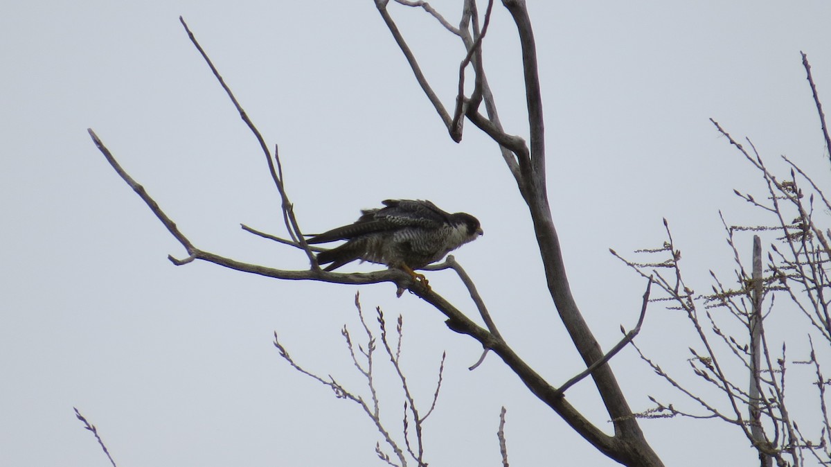 Peregrine Falcon - ML358242881