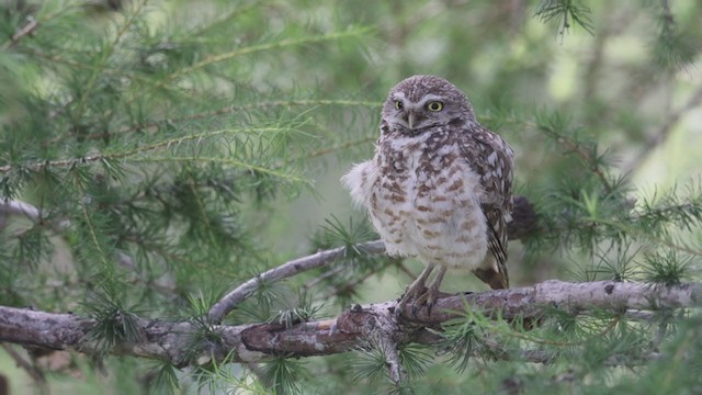 Burrowing Owl - ML358243061