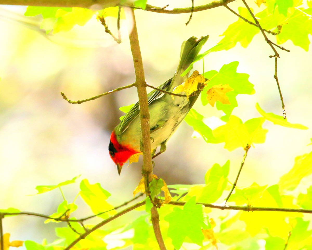 Red-faced Warbler - ML358243171