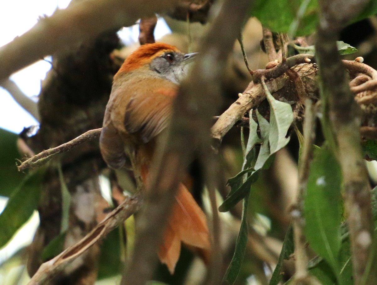 Rufous-capped Spinetail - ML358243221