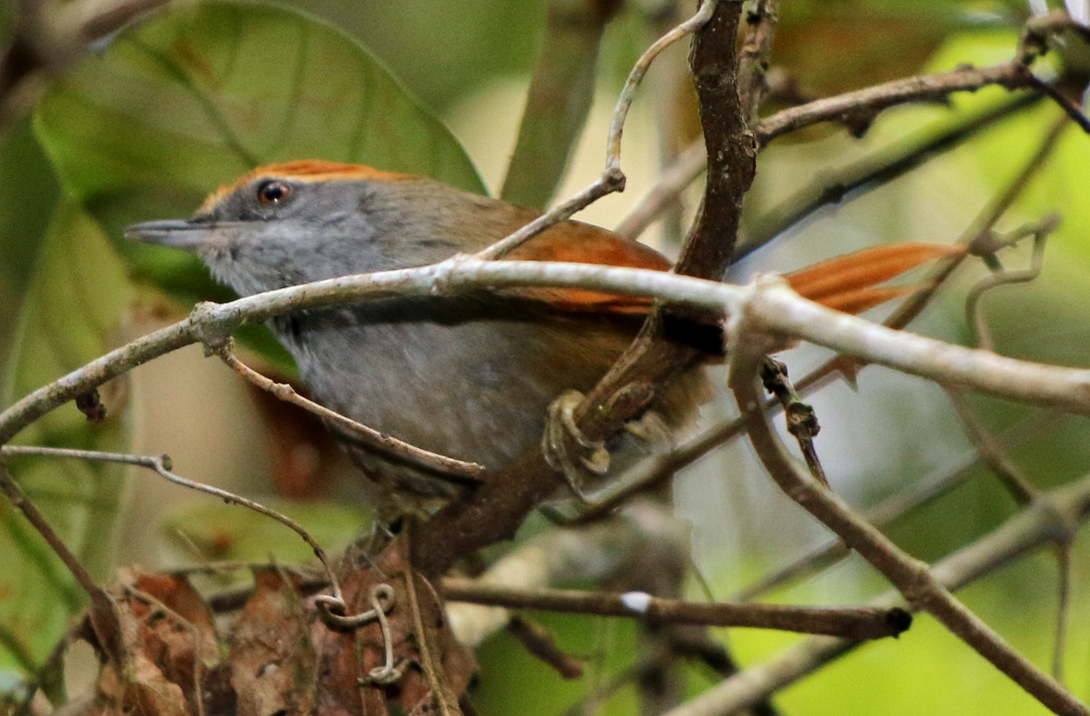 Rufous-capped Spinetail - ML358243251
