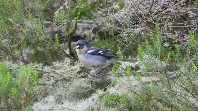 マデイラズアオアトリ - ML358243621