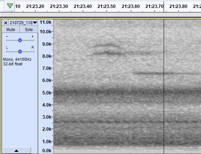 passerine sp. - Clarkson University NFC  Monitoring