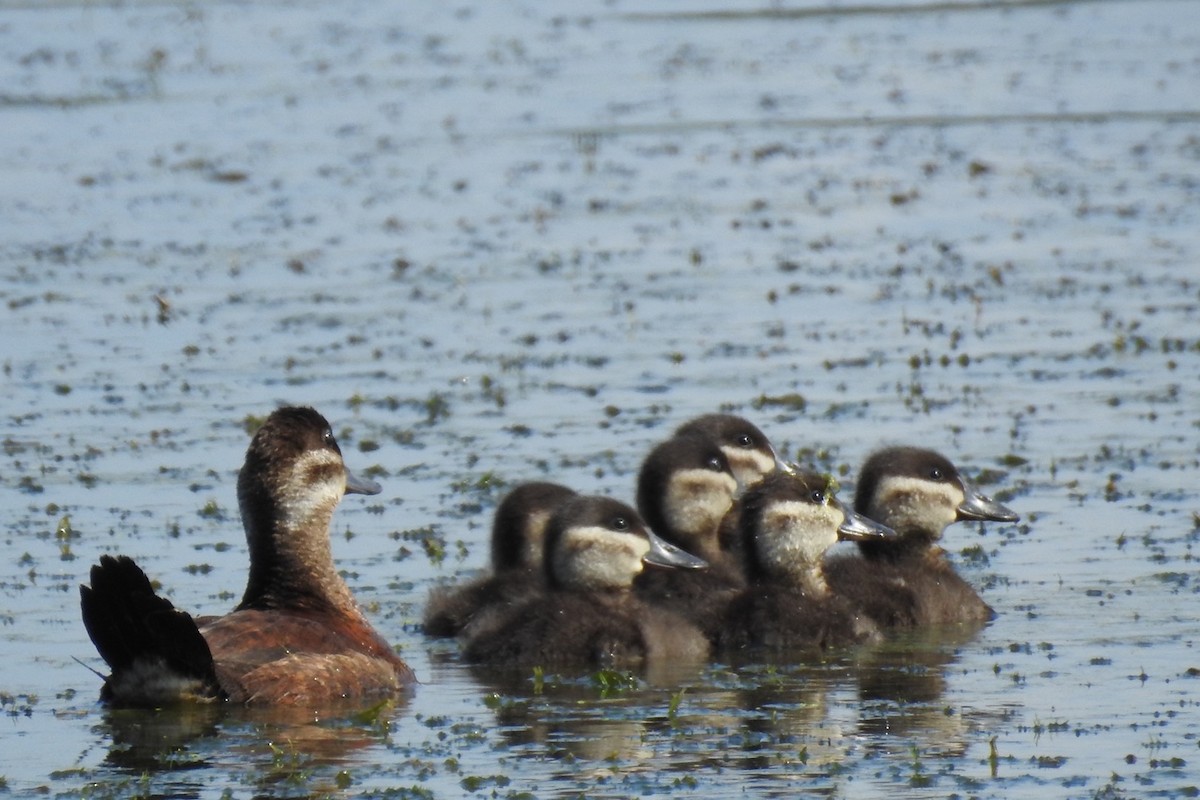 Ruddy Duck - Dan Belter