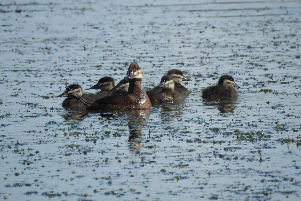 Ruddy Duck - Dan Belter