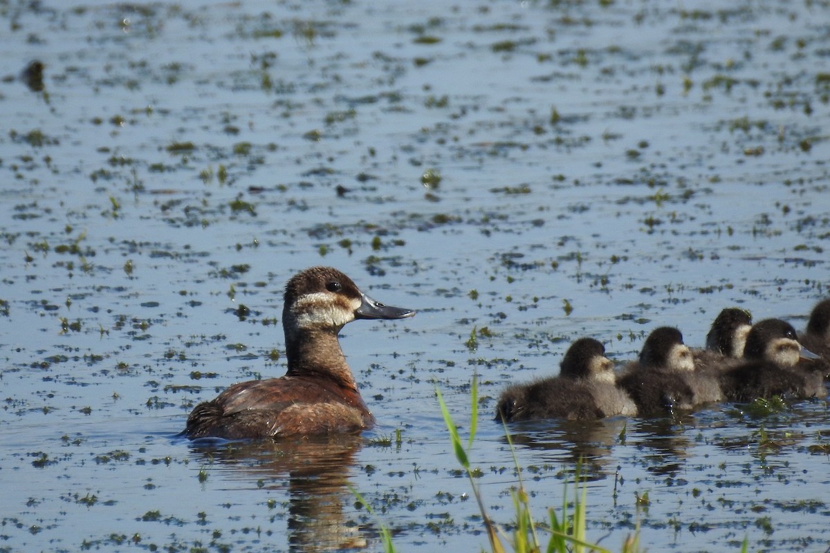 Ruddy Duck - ML358244991