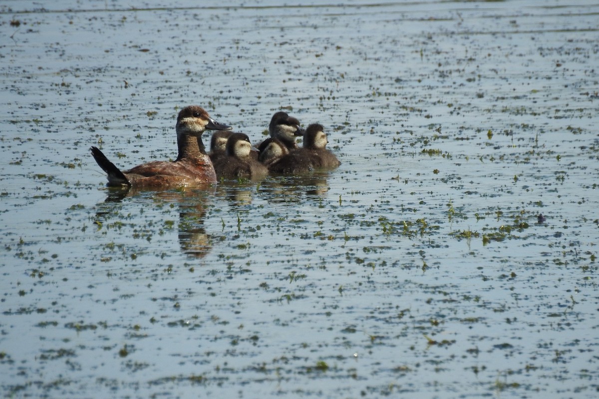 Ruddy Duck - ML358245021