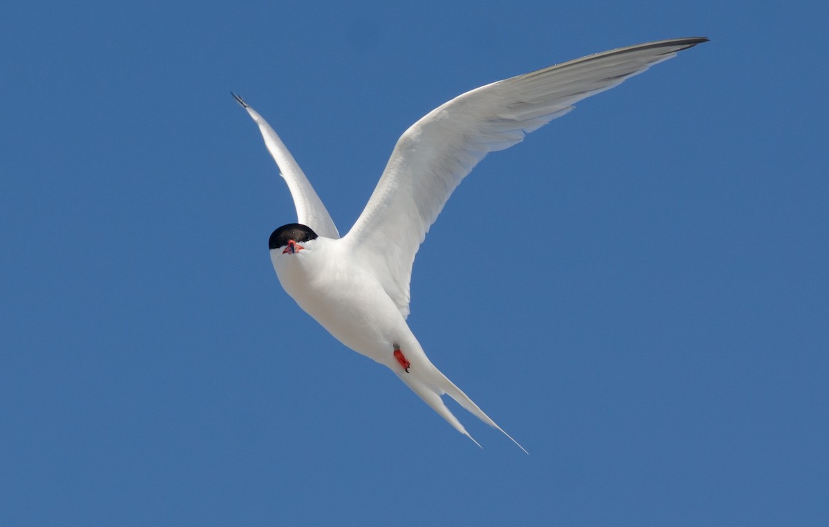 Roseate Tern - Alix d'Entremont