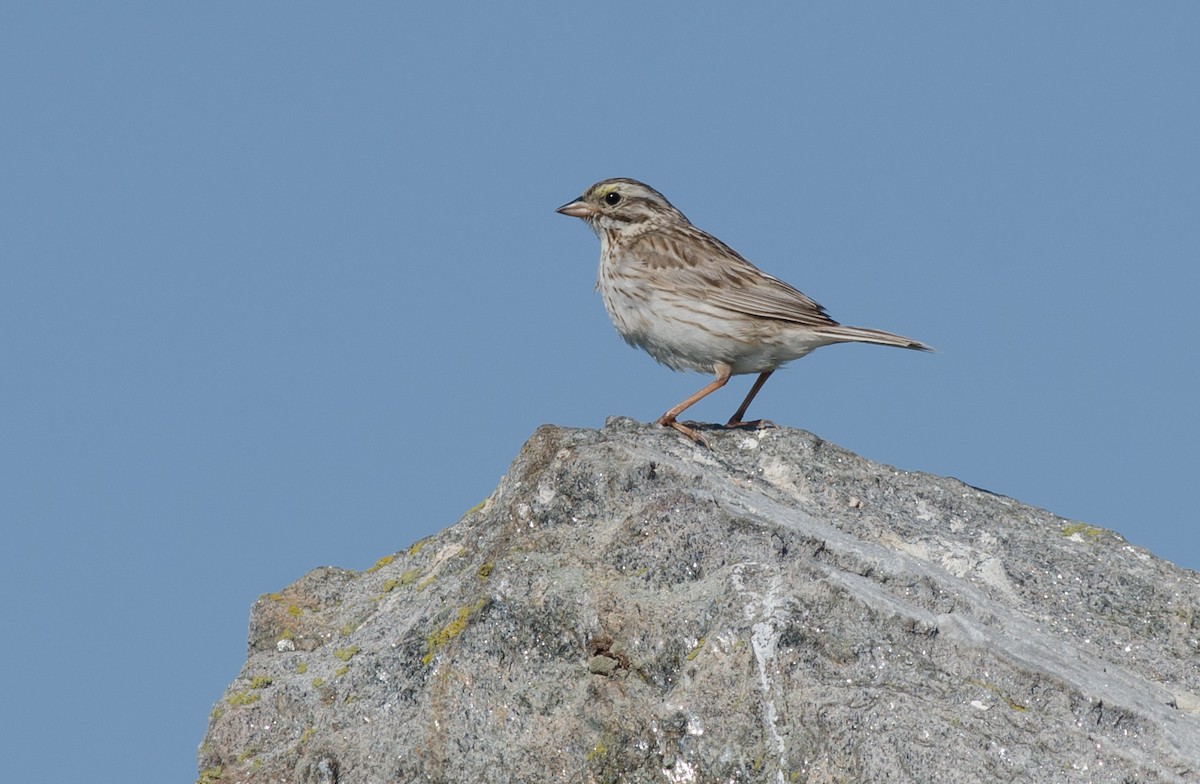 Savannah Sparrow (Ipswich) - Alix d'Entremont