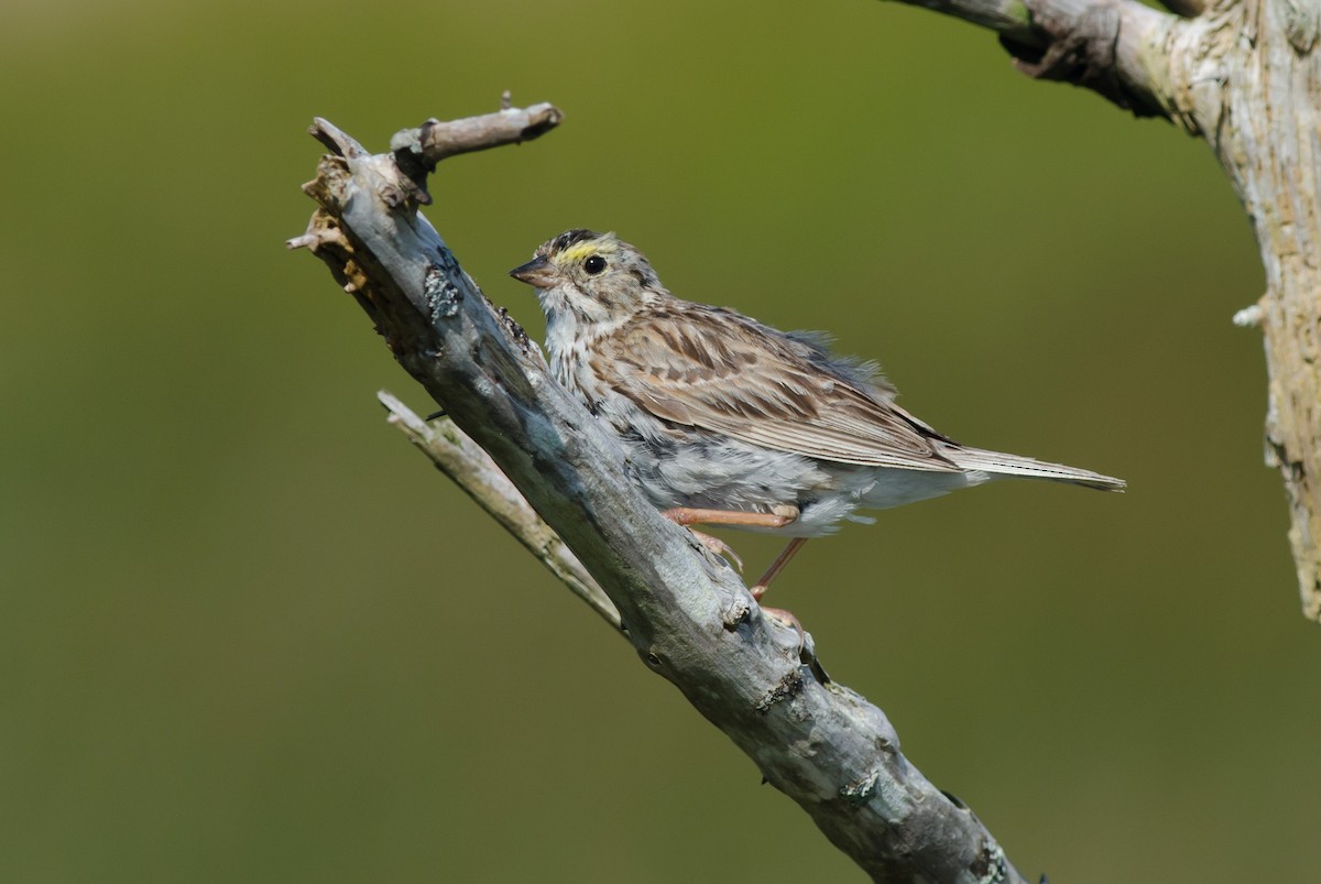 Savannah Sparrow - ML358246231