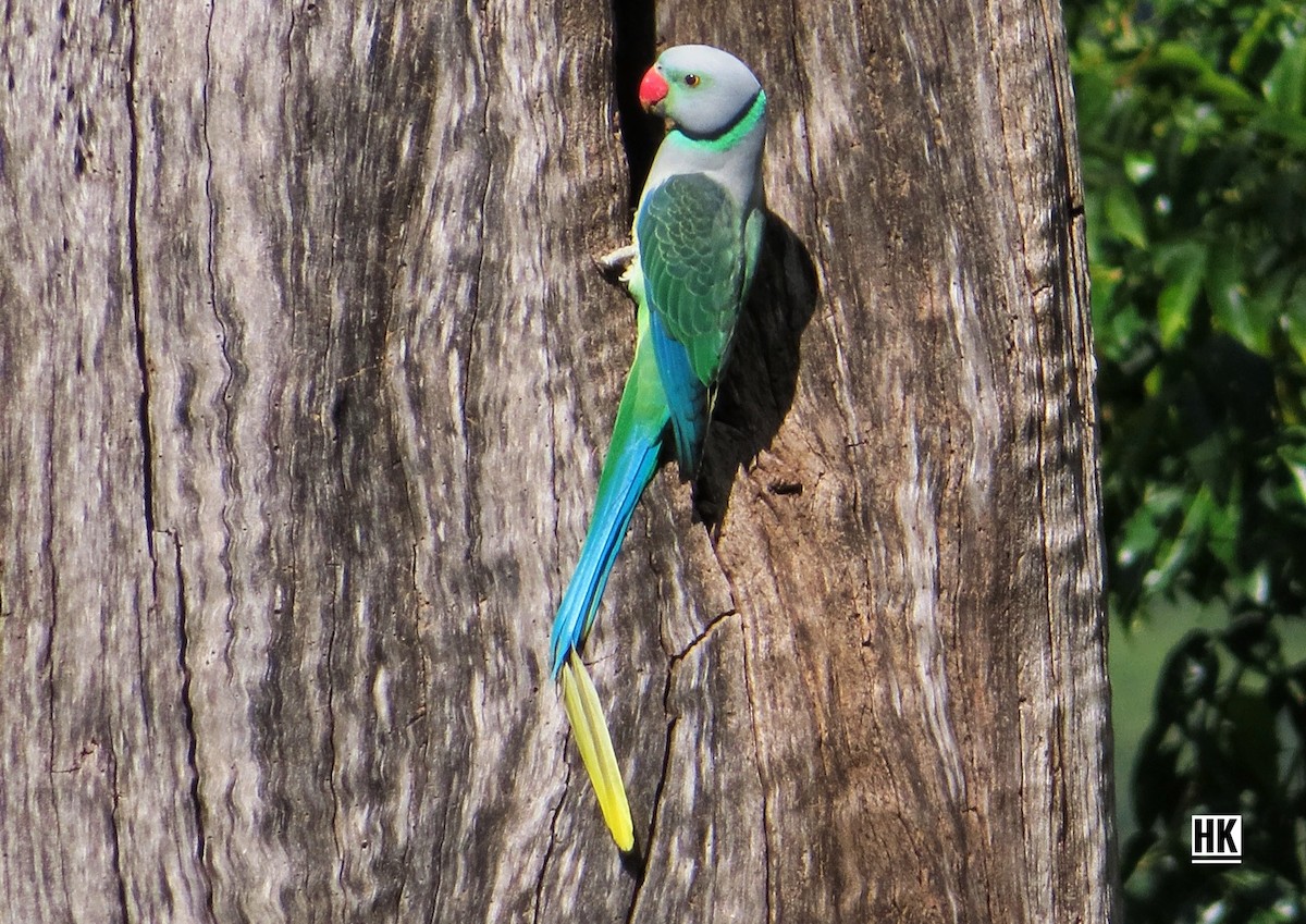 Malabar Parakeet - ML358246601