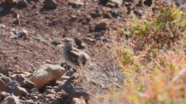 カナリータヒバリ - ML358246731