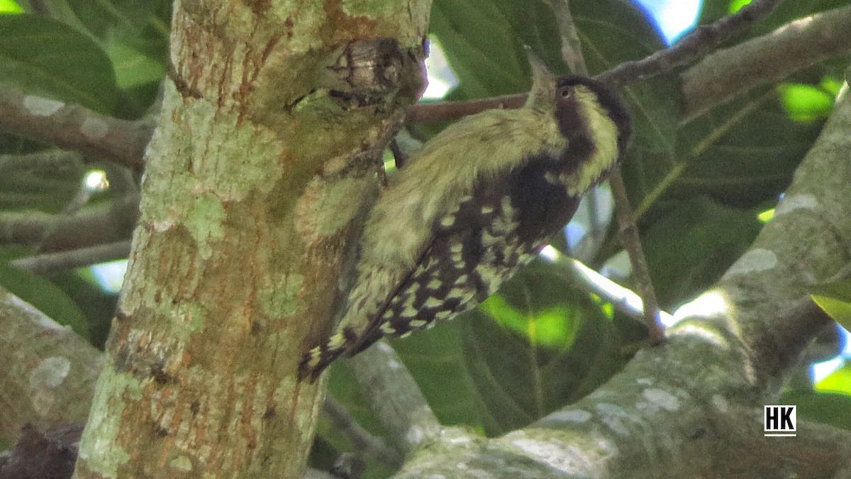 Brown-capped Pygmy Woodpecker - ML358246781