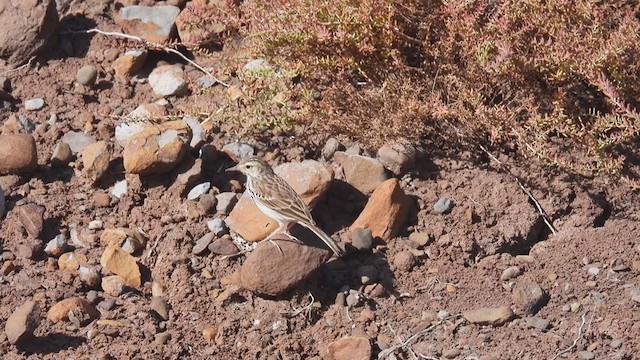 Berthelot's Pipit - ML358247001