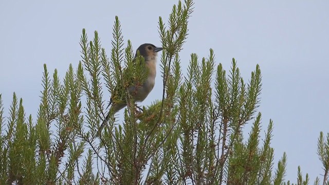 マデイラズアオアトリ - ML358248781