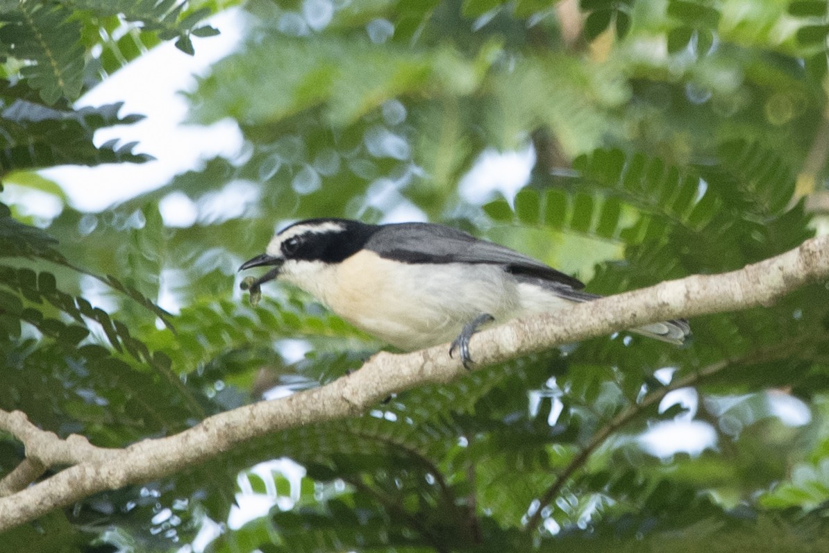 Gray-green Bushshrike - ML358249251