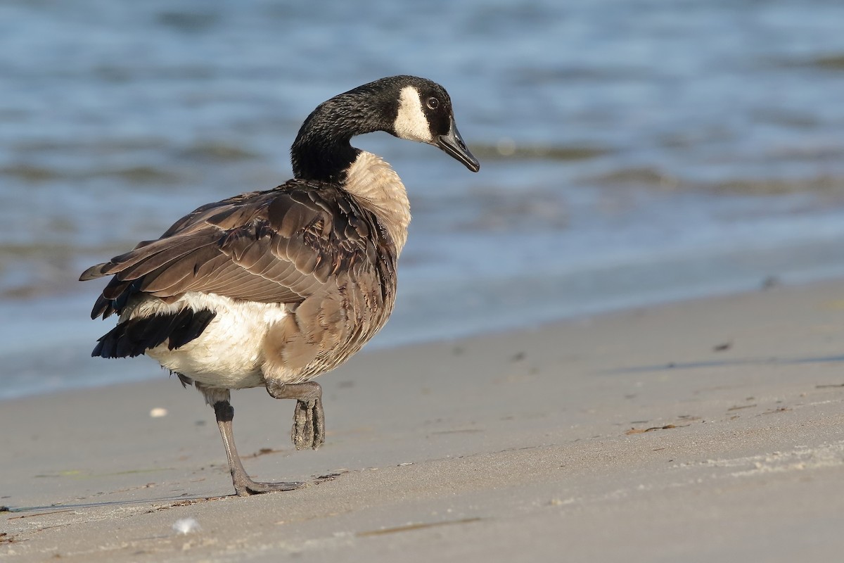 Canada Goose - Sam Zhang