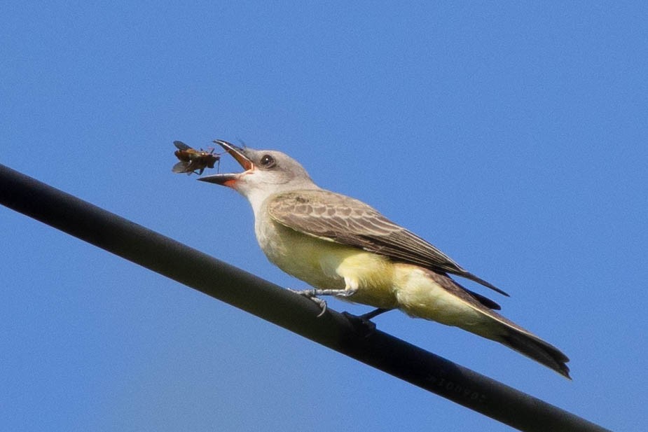 Western Kingbird - ML358249661