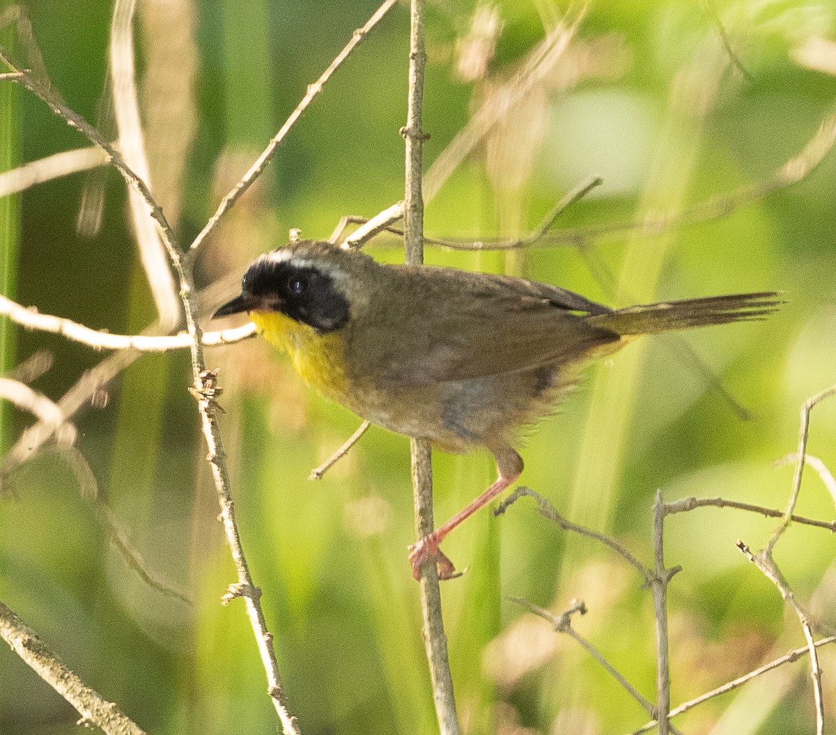 Common Yellowthroat - ML358249871