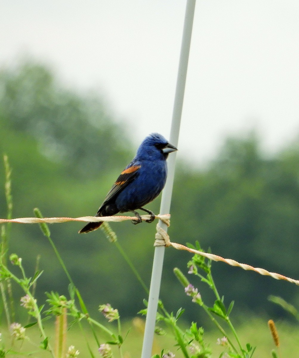 Blue Grosbeak - ML358251331