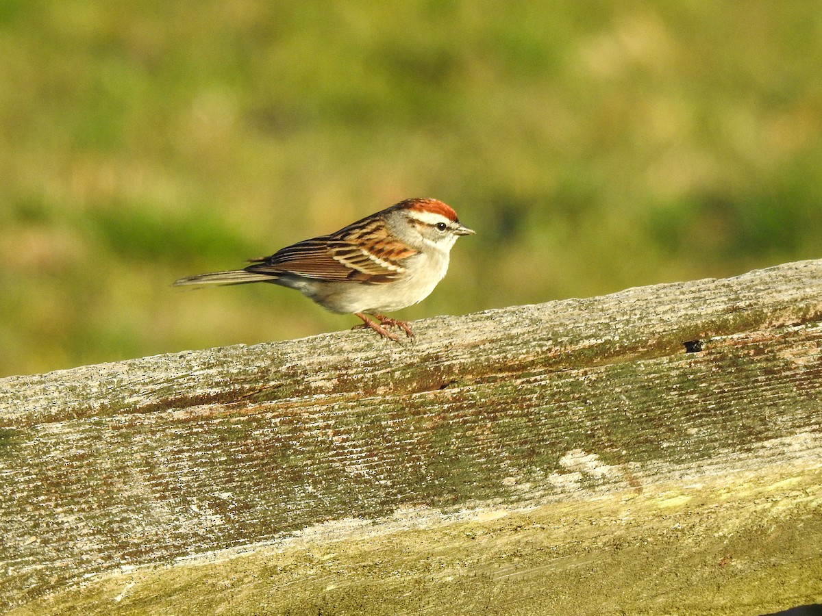 Chipping Sparrow - ML358252121